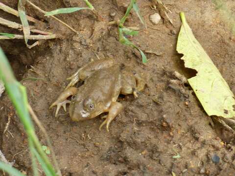 صورة Hoplobatrachus occipitalis (Günther 1858)