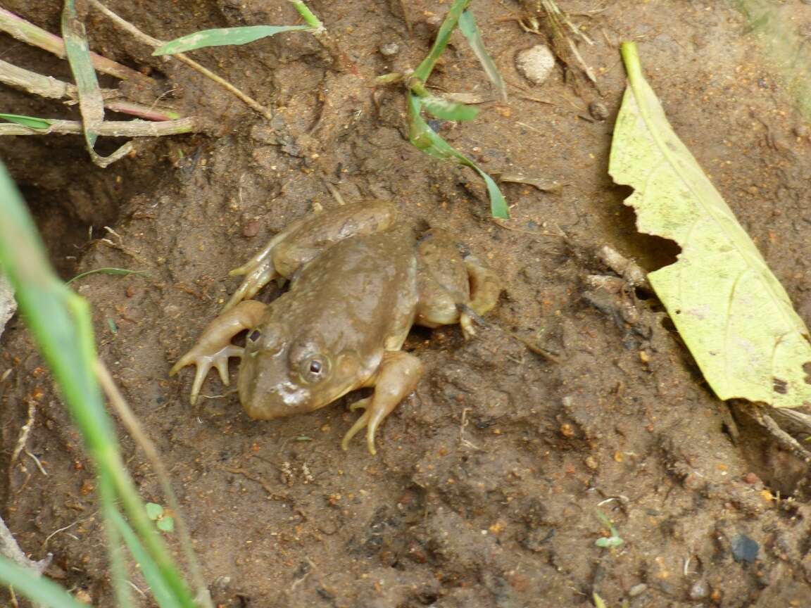 Image of African Groove-crowned Frog