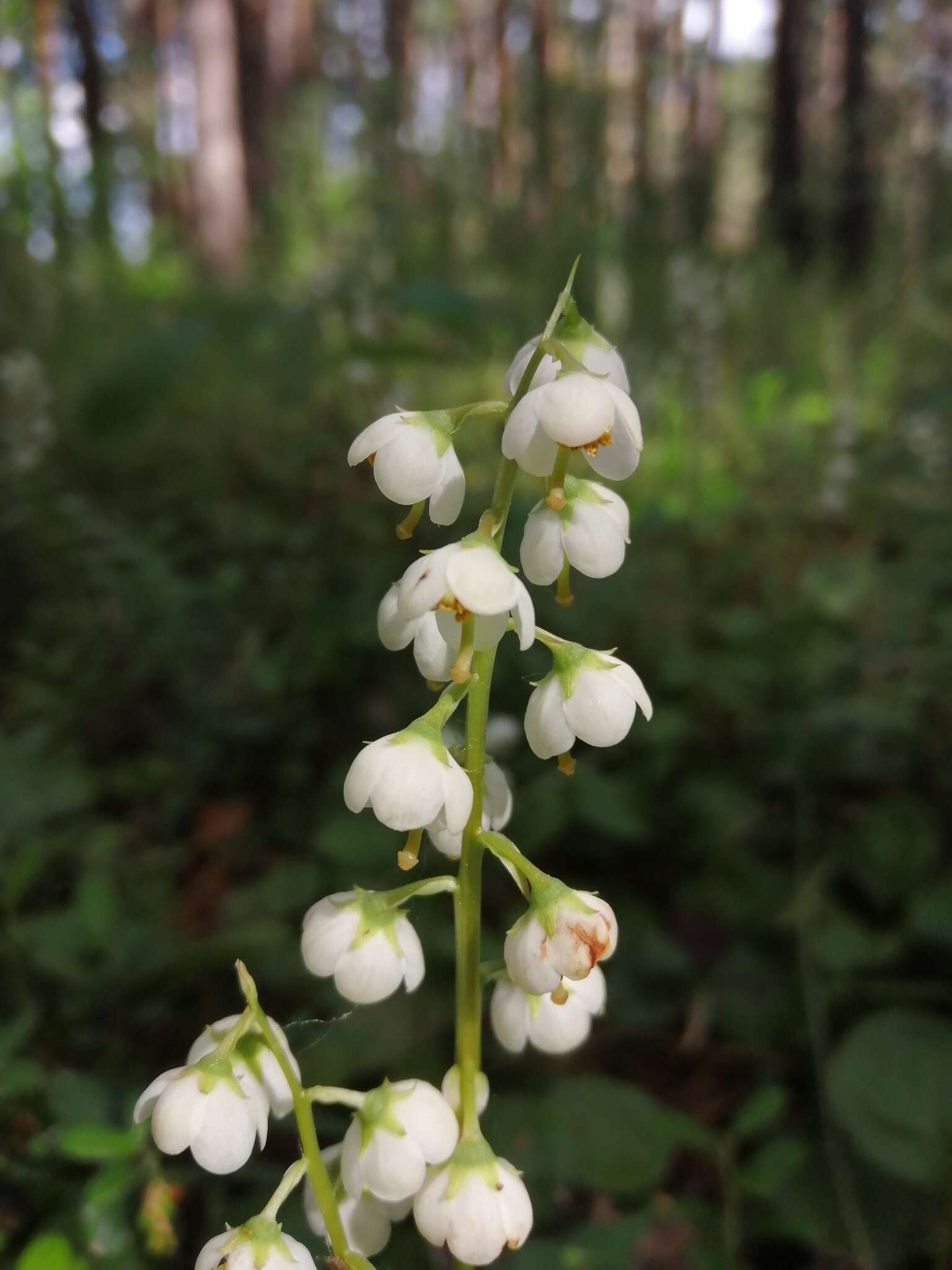 Image of Pyrola media Sw.