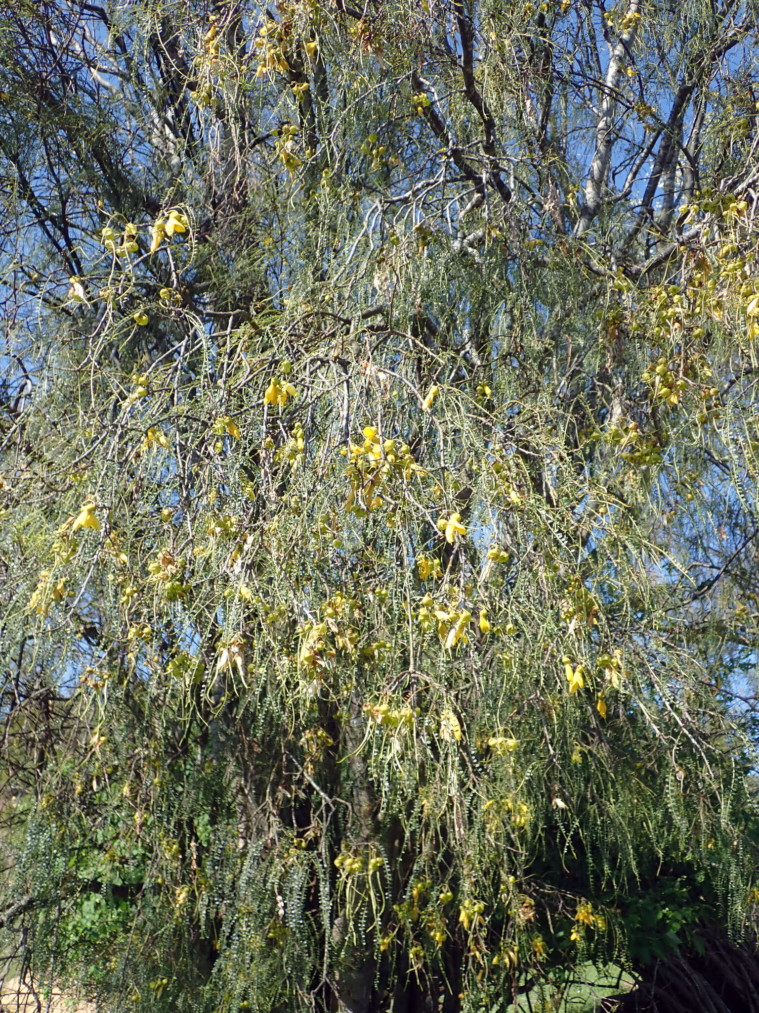 Image of Sophora microphylla var. longicarinata (G. Simpson) Allan