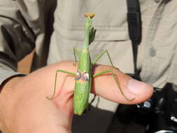 Image of Stagmatoptera hyaloptera Perty 1833