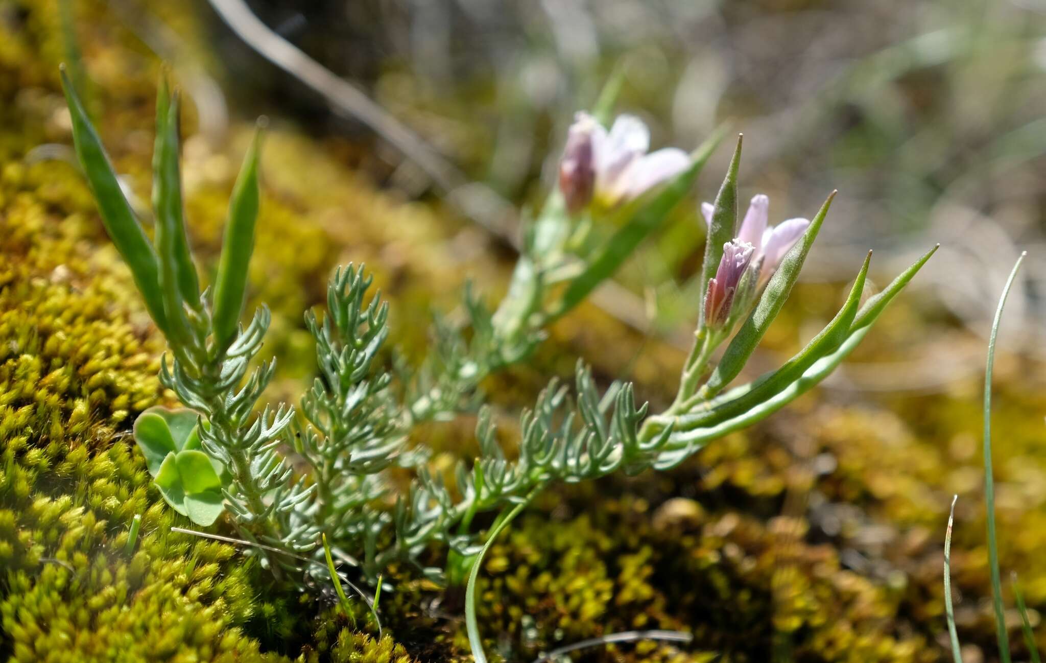 Image of Heliophila alpina Marais