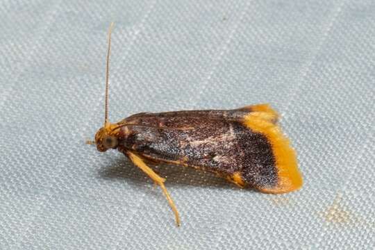 Image of Moth