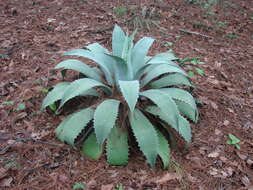 Image of Agave potatorum Zucc.