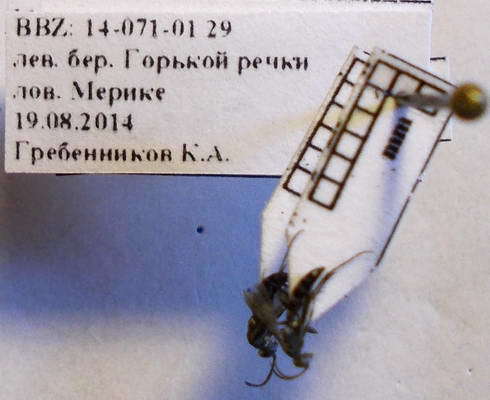 صورة Microphadnus pumilus (Costa 1882)