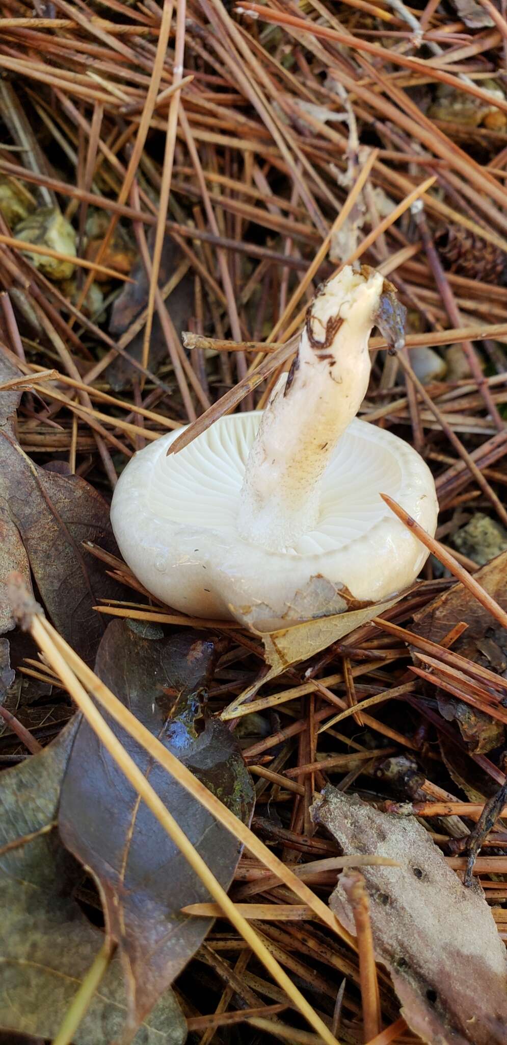 Plancia ëd Hygrophorus occidentalis A. H. Sm. & Hesler 1939