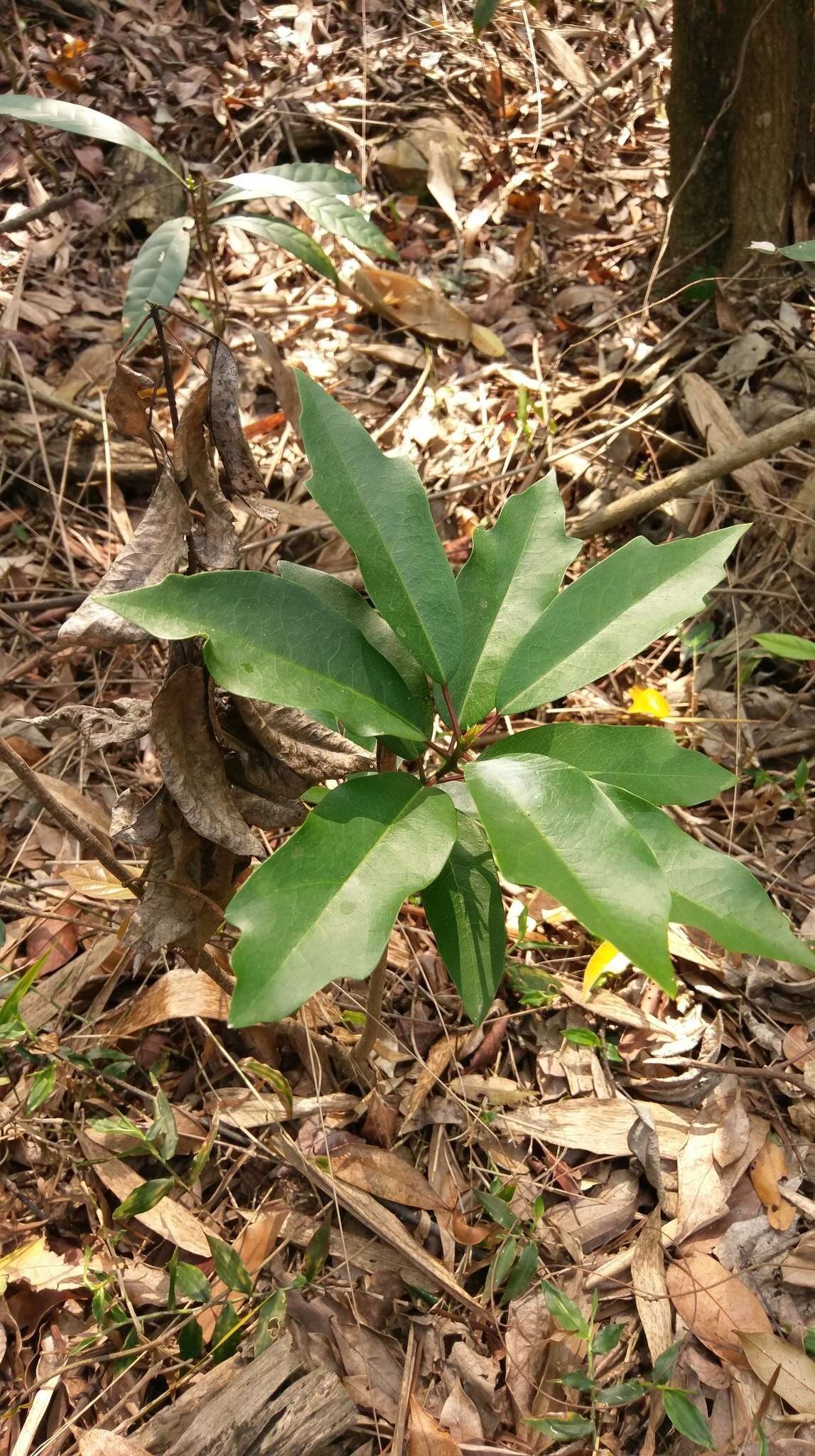 Imagem de Daphniphyllum pentandrum Hayata