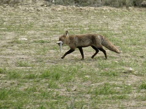 Image of Vulpes vulpes silacea Miller 1907