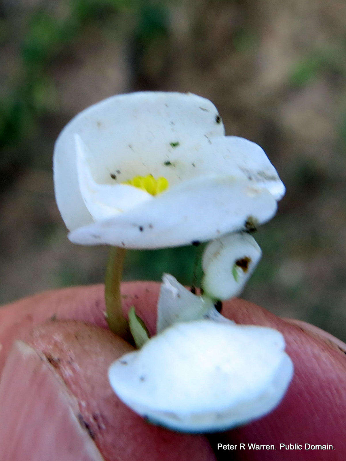 Слика од Begonia geranioides Hook. fil.