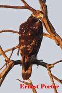 Image of African Hawk-Eagle