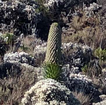 Image of Lobelia deckenii (Asch.) Hemsl.