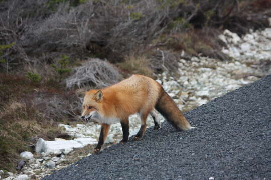 Image of Vulpes vulpes deletrix Bangs 1898