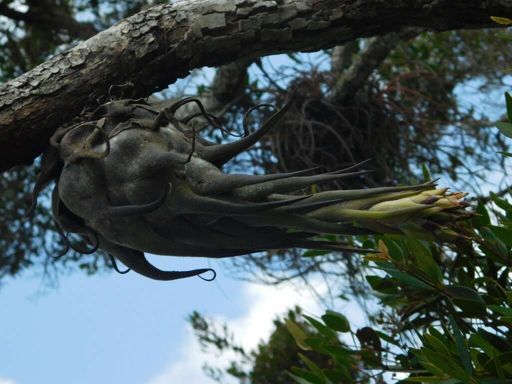 Imagem de Tillandsia seleriana Mez