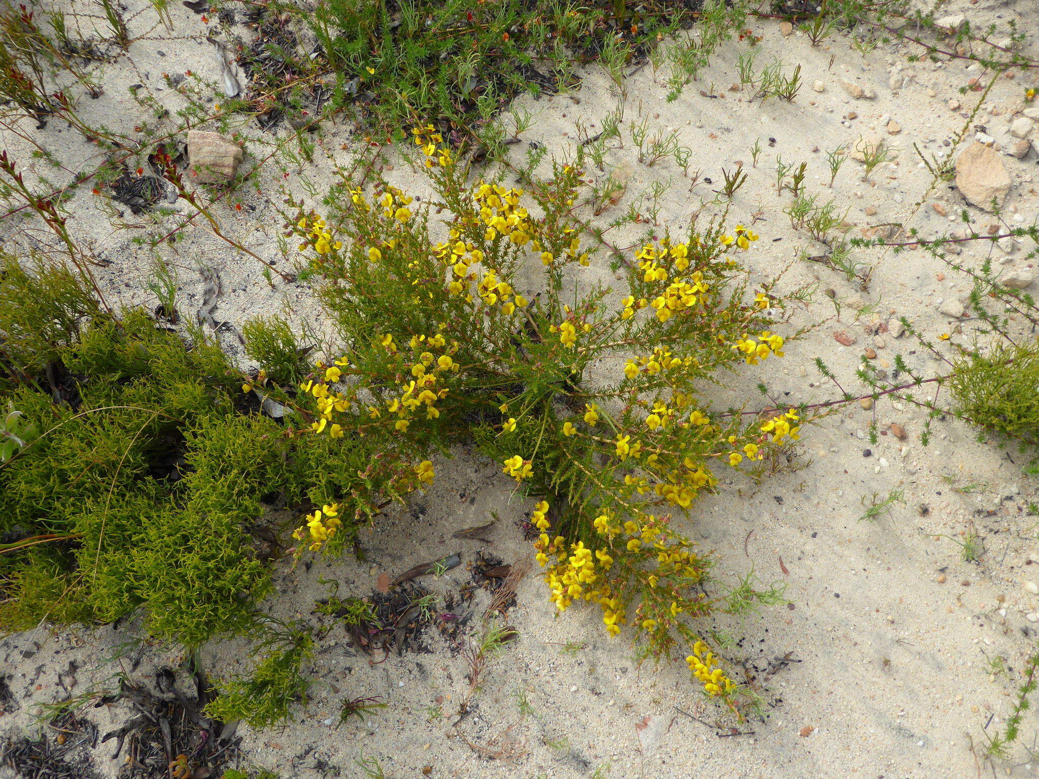 Image of Aspalathus arida subsp. procumbens (E. Mey.) R. Dahlgren