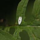 Image of Pseudopostega auritella (Hübner 1813) Davis 1989