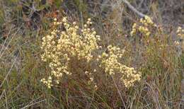 Image of Stirlingia anethifolia (R. Br.) Endl.