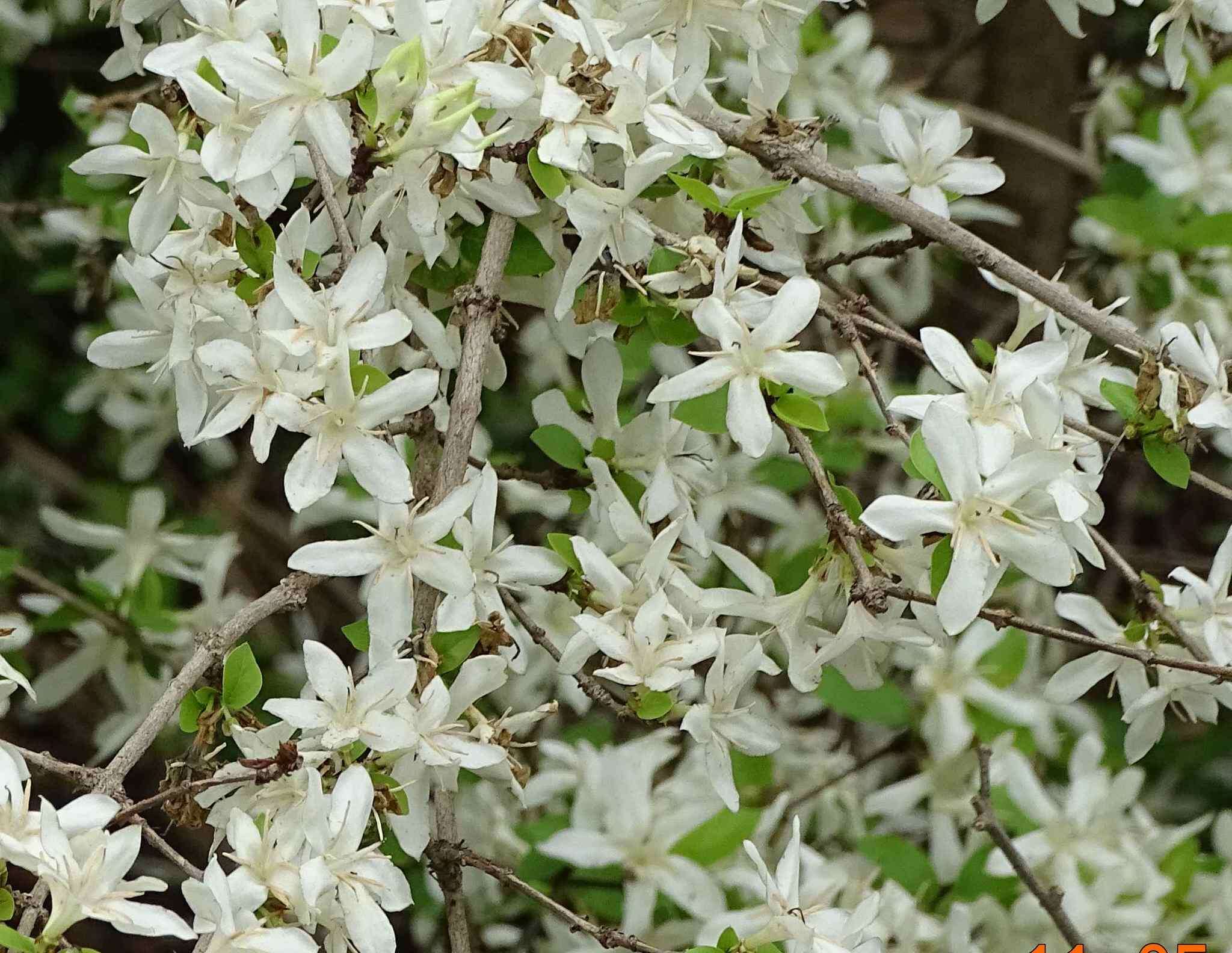 Image de Feretia apodanthera Delile