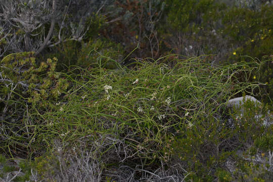 Imagem de Platysace compressa (Labill.) C. Norman