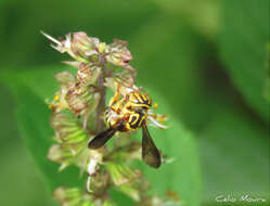 Image of Epanthidium tigrinum (Schrottky 1905)