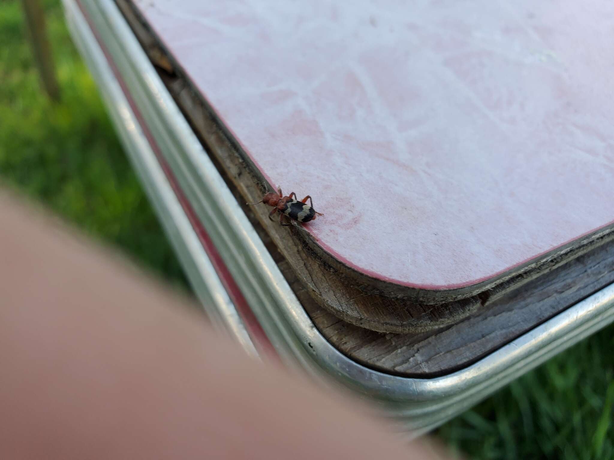 Image of Wavering Checkered Beetle