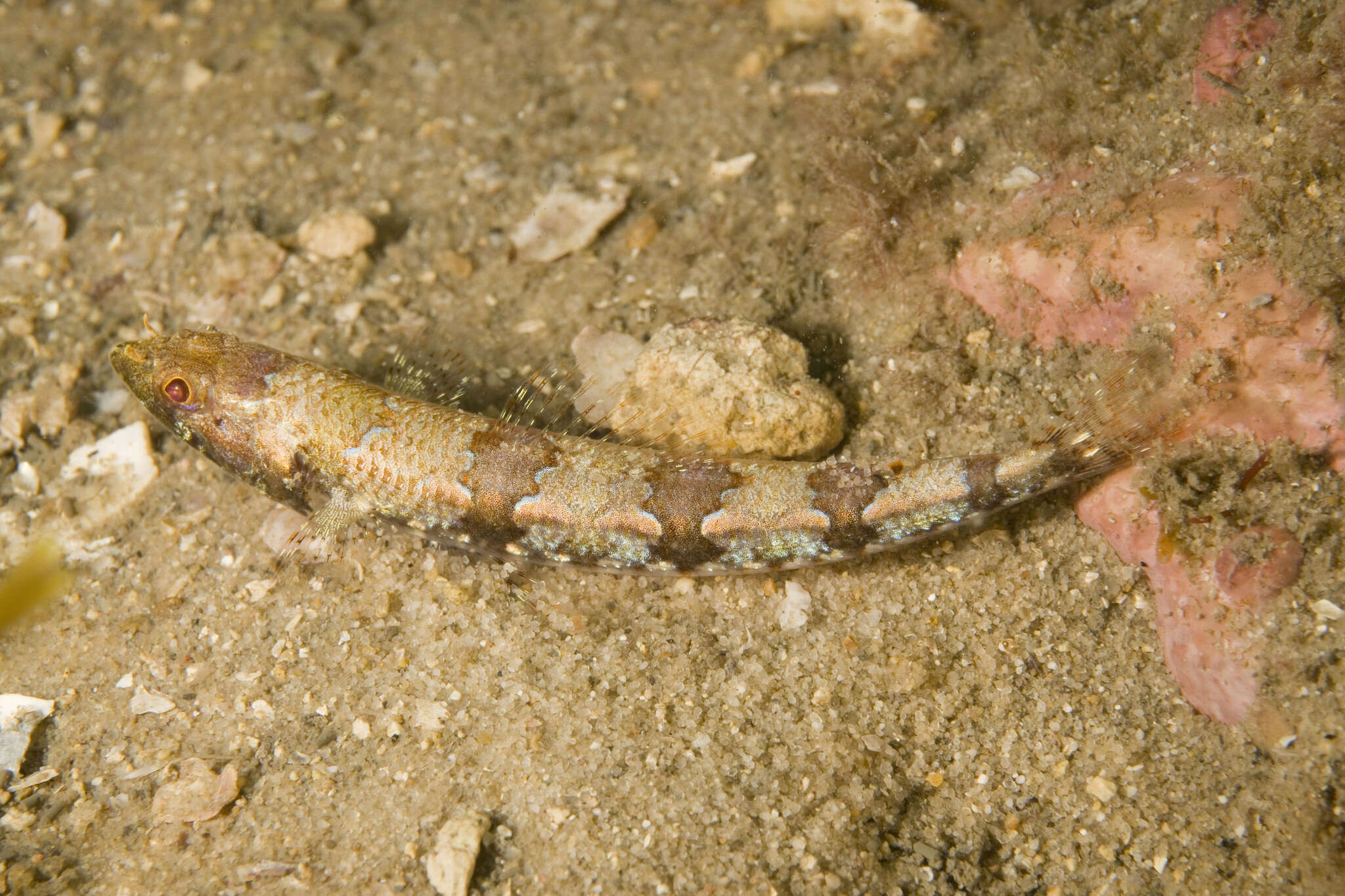 Image of Lizardfish