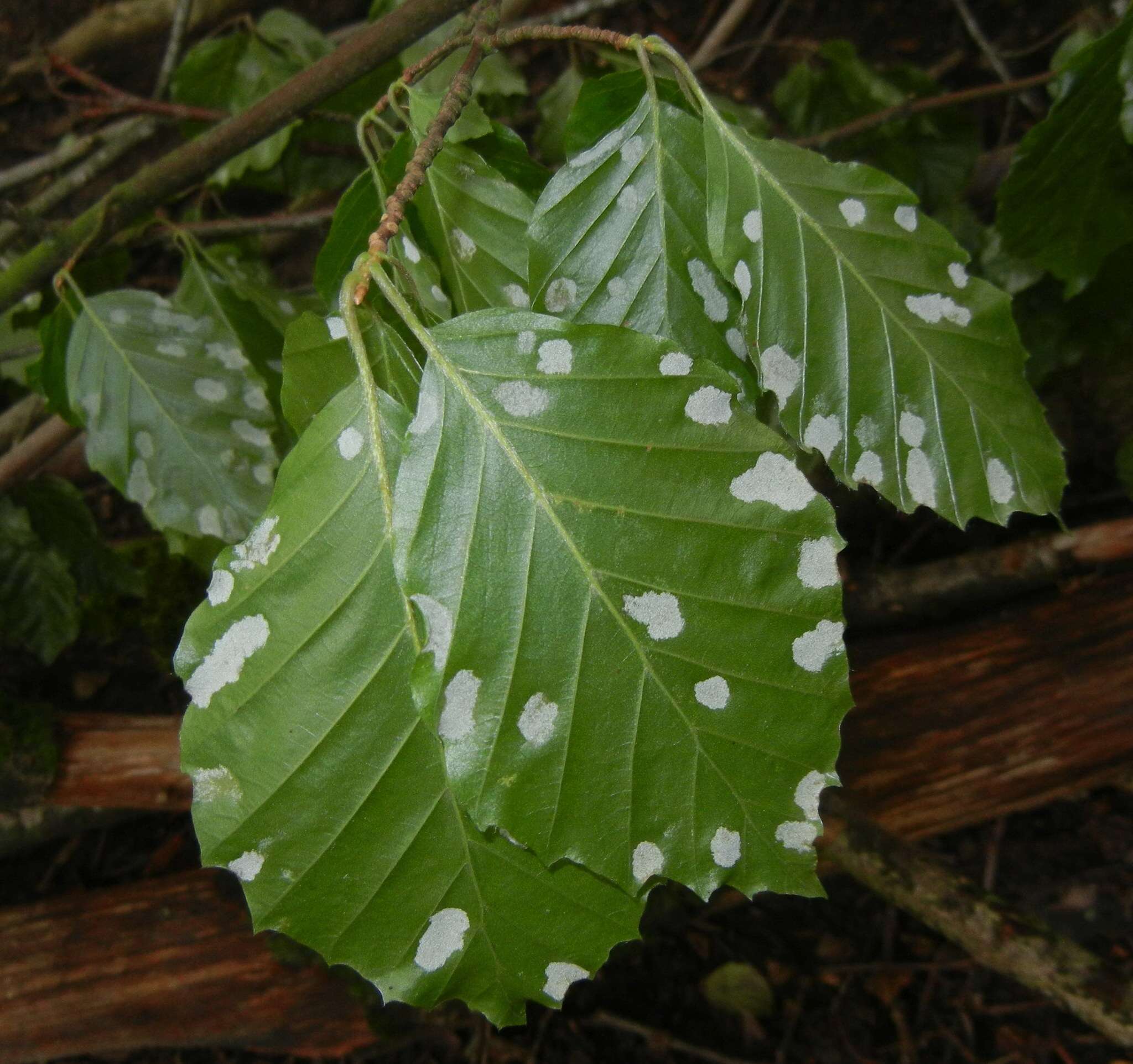 Image of <i>Aceria nervisequa</i> (G. Canestrini 1891)