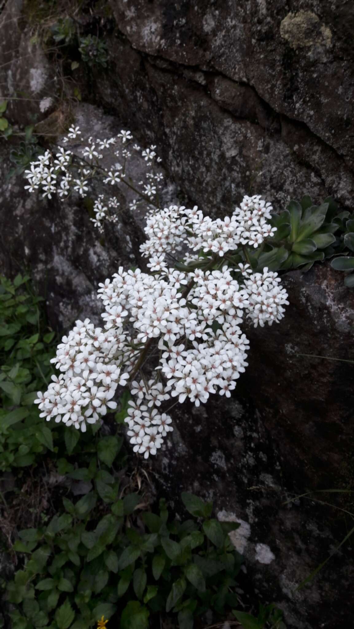 Image de Saxifraga cotyledon L.