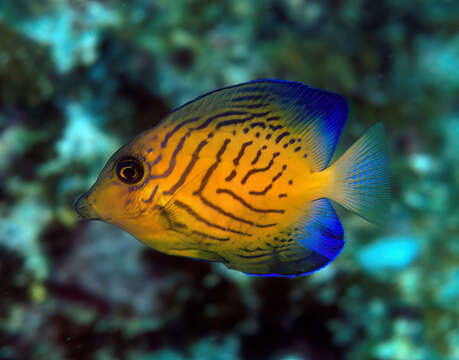 Image of Black Surgeonfish