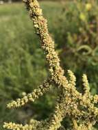 Imagem de Amaranthus viridis L.