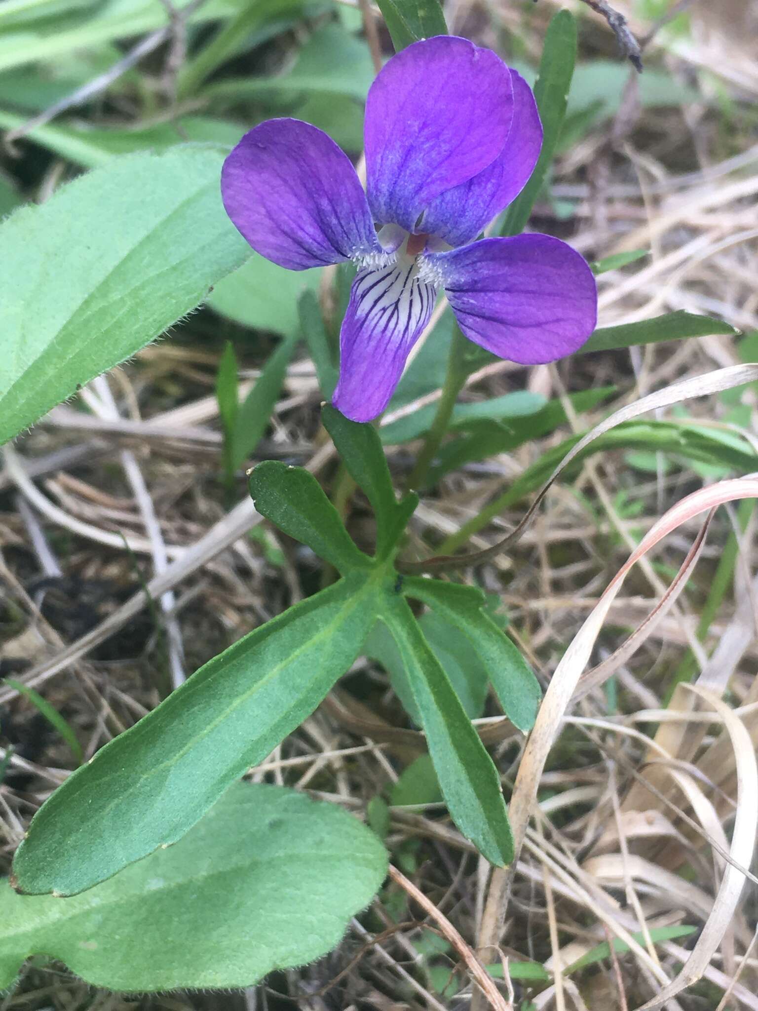 Image of glade violet