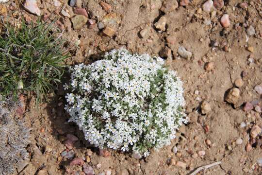 Image of musk phlox