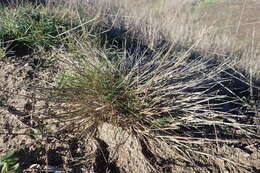 Imagem de Agrostis blasdalei Hitchc.