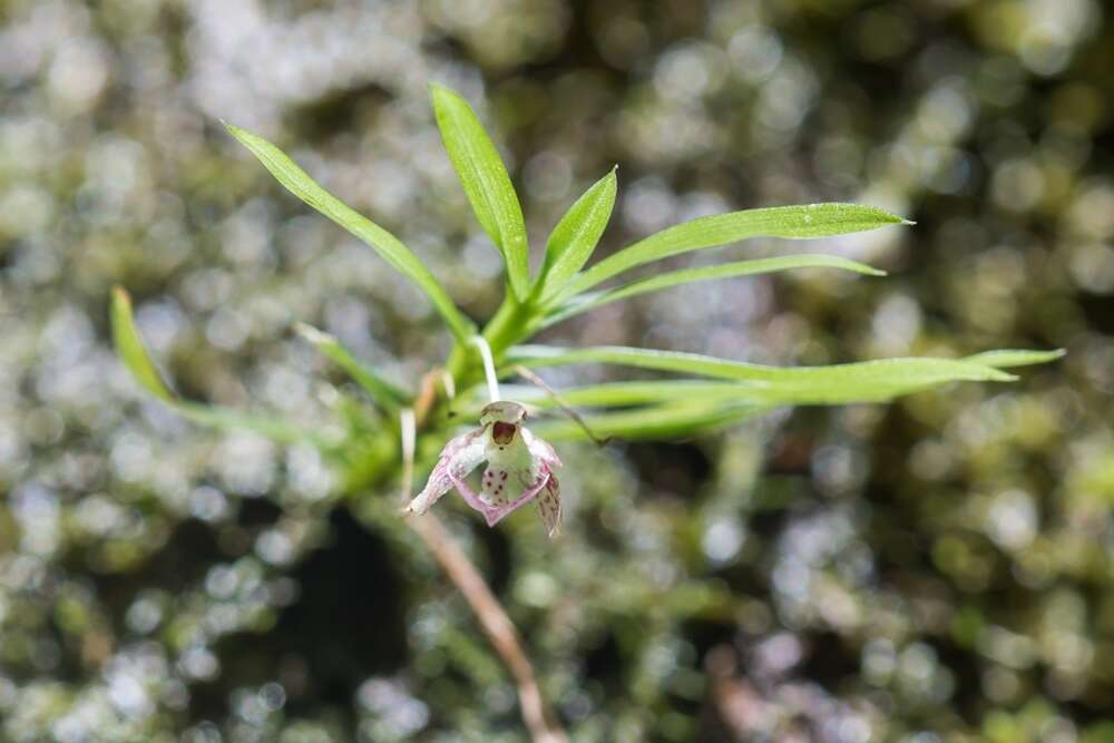 Dichaea panamensis Lindl.的圖片