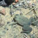 Image of Tropical Clawed Frog