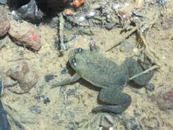 Image of Tropical Clawed Frog