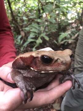 Image de Rhaebo guttatus (Schneider 1799)