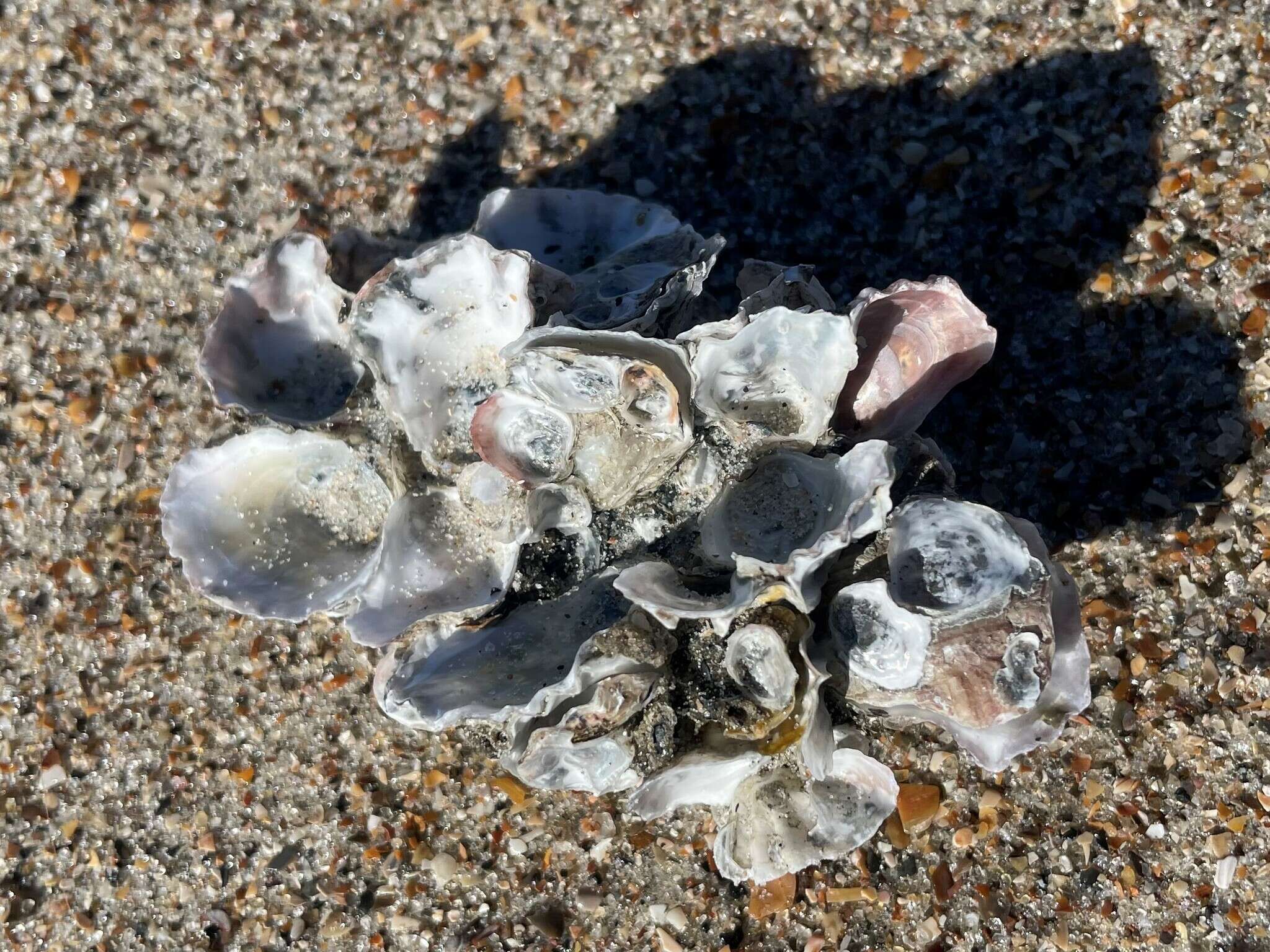 Image of crested oyster