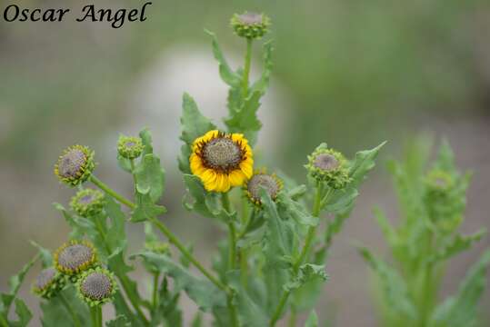 Image of alkali sunflower