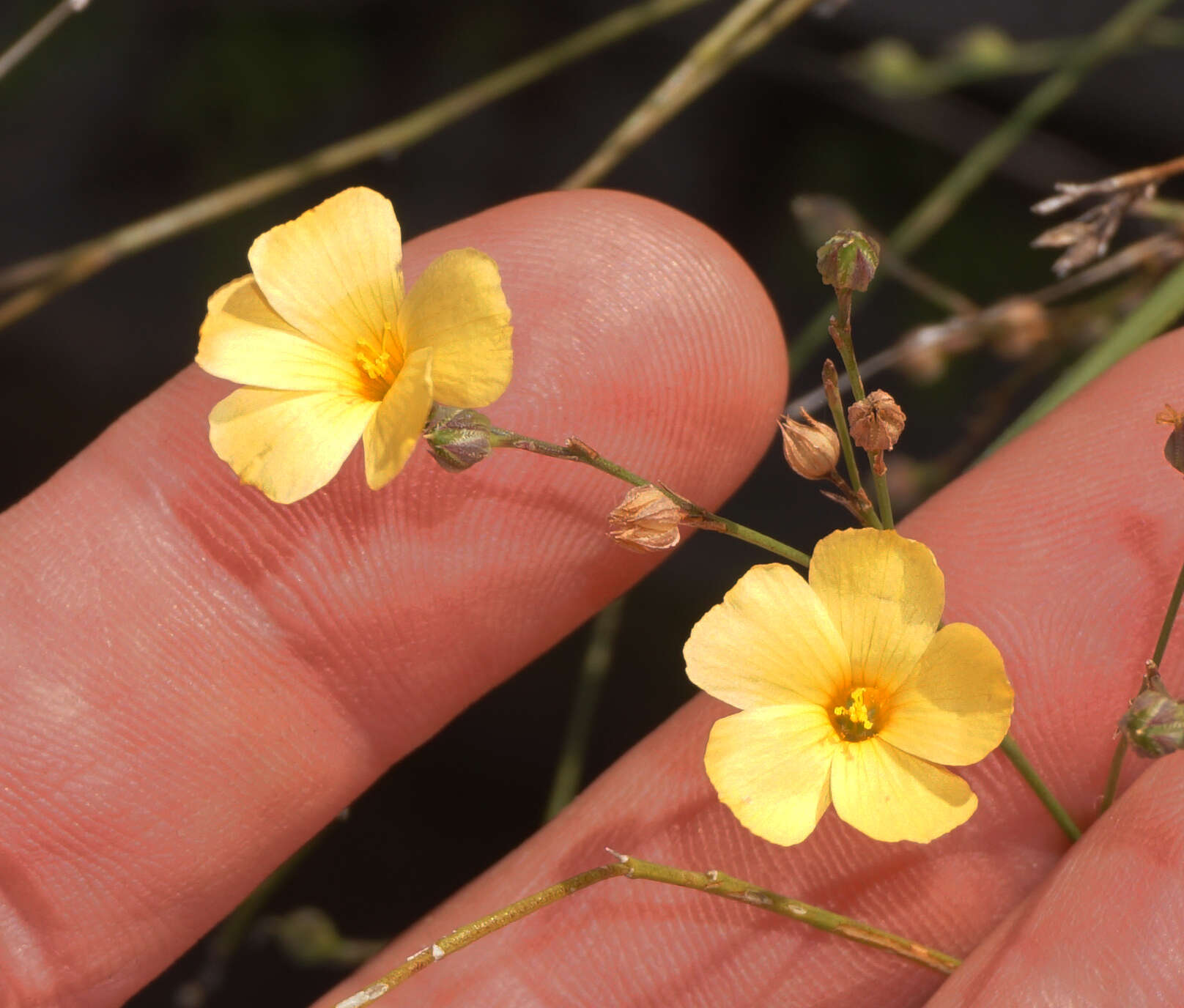 Image of rock flax