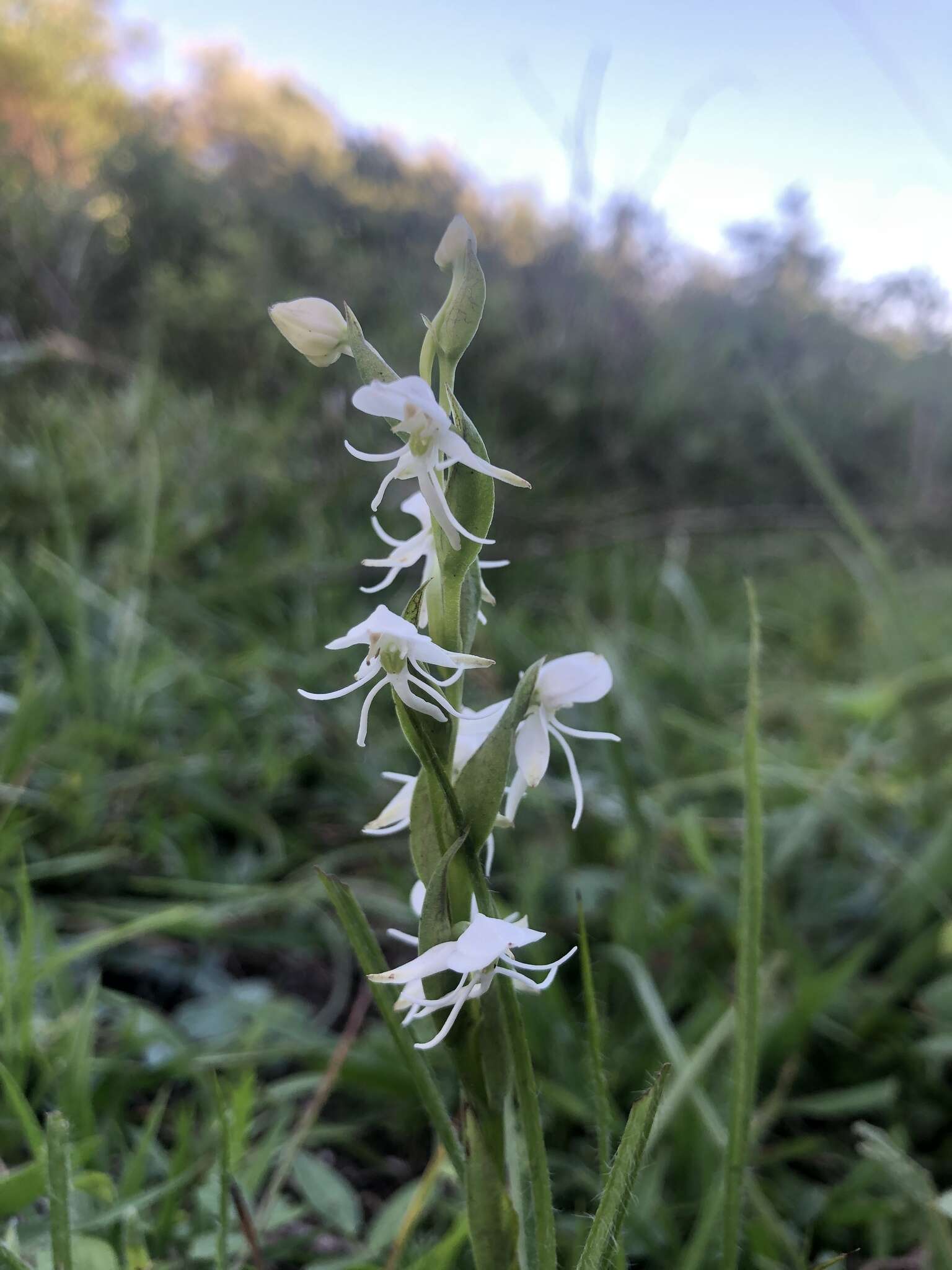 صورة Habenaria entomantha (Lex.) Lindl.