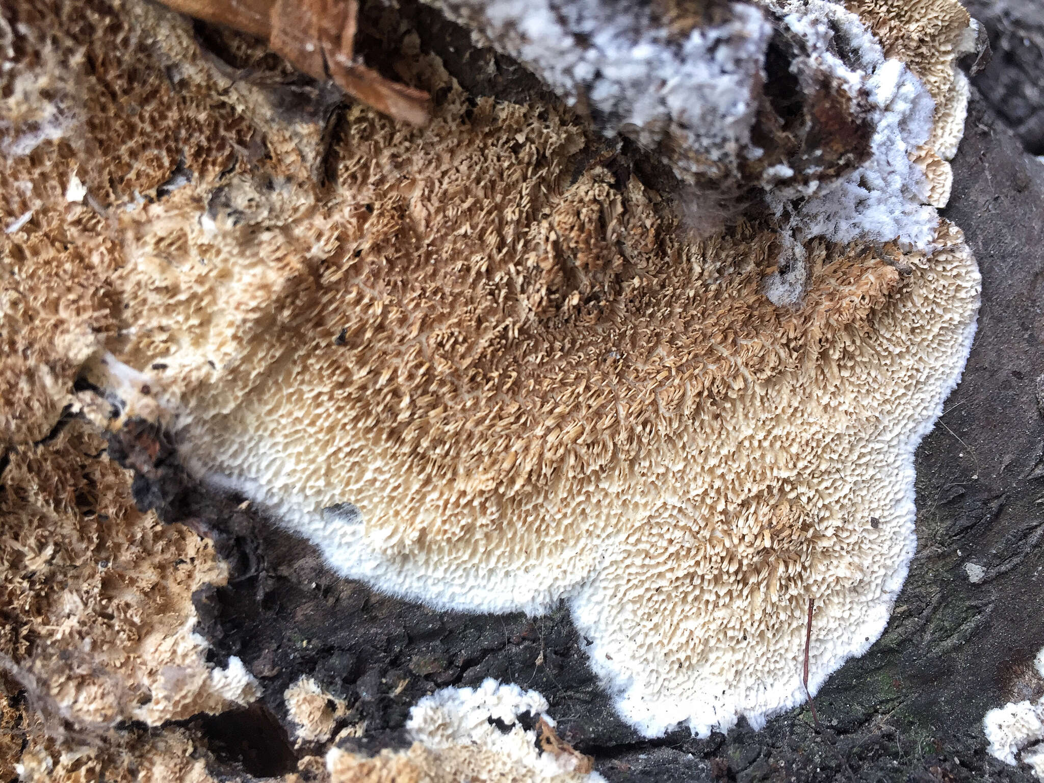 Schizopora paradoxa (Schrad.) Donk 1967 resmi