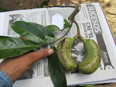 Image of Cymbopetalum penduliflorum (Sessé & Moç. ex Dunal) Baill.