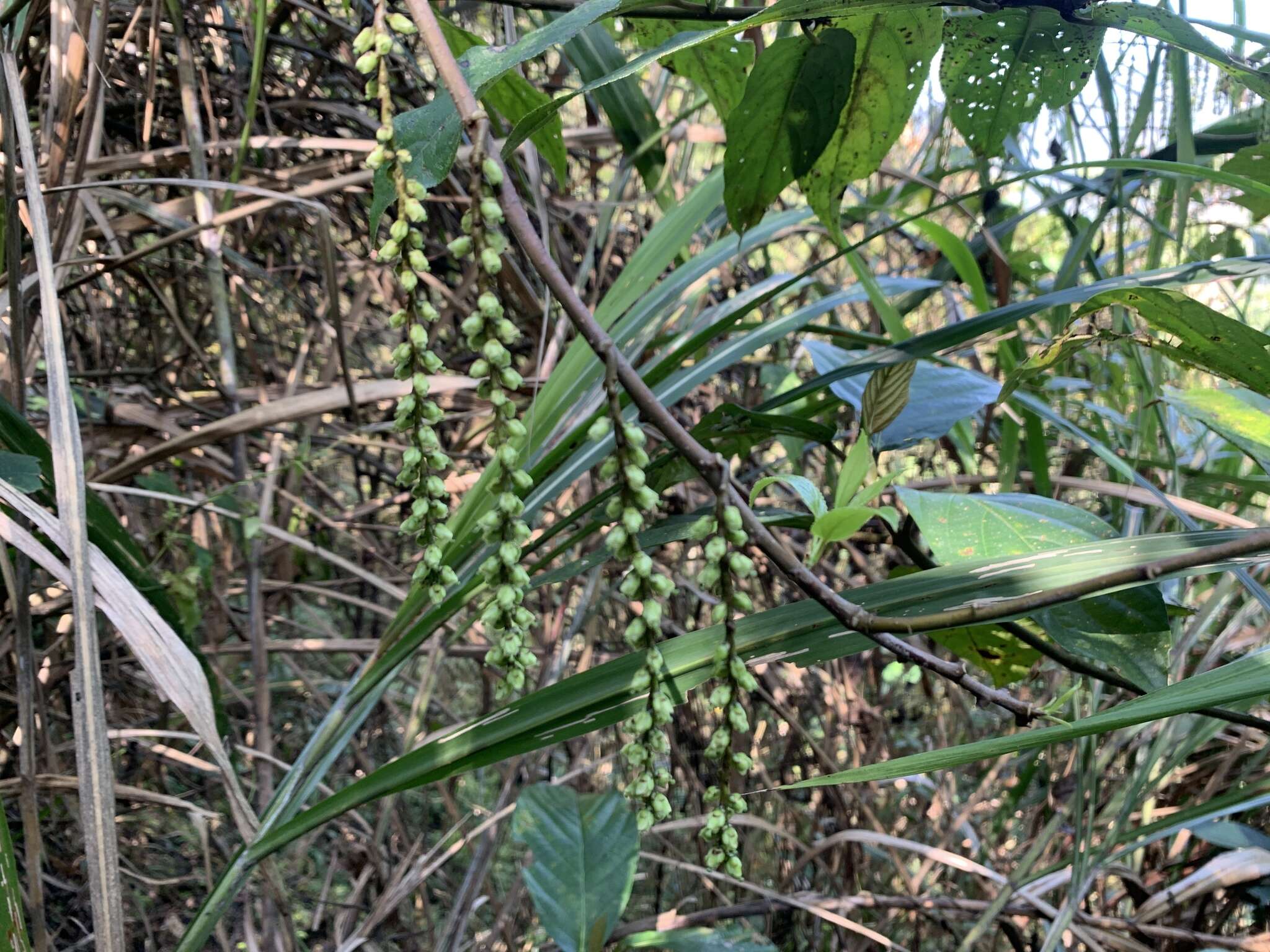 Image of Stachyurus himalaicus Hook. fil. & Thoms. ex Benth.