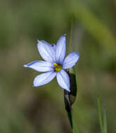 Imagem de Sisyrinchium campestre E. P. Bicknell