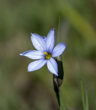 Image of prairie blue-eyed grass