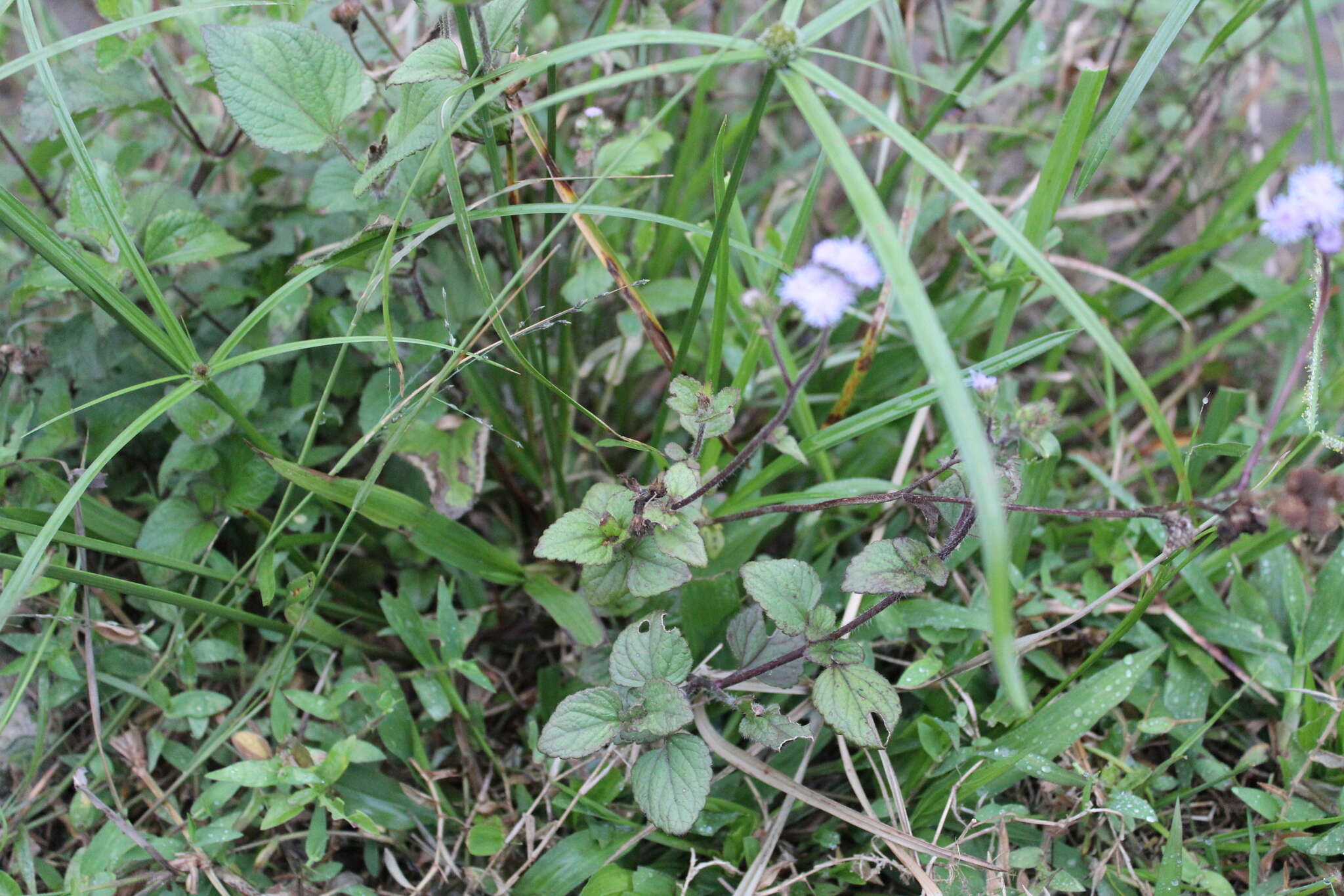 Imagem de Ageratum conyzoides L.