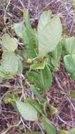 Imagem de Psorospermum cerasifolium Baker