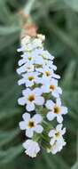 Image of Common veld heliotrope