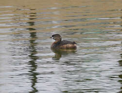 Image of Pied-billed Grebe