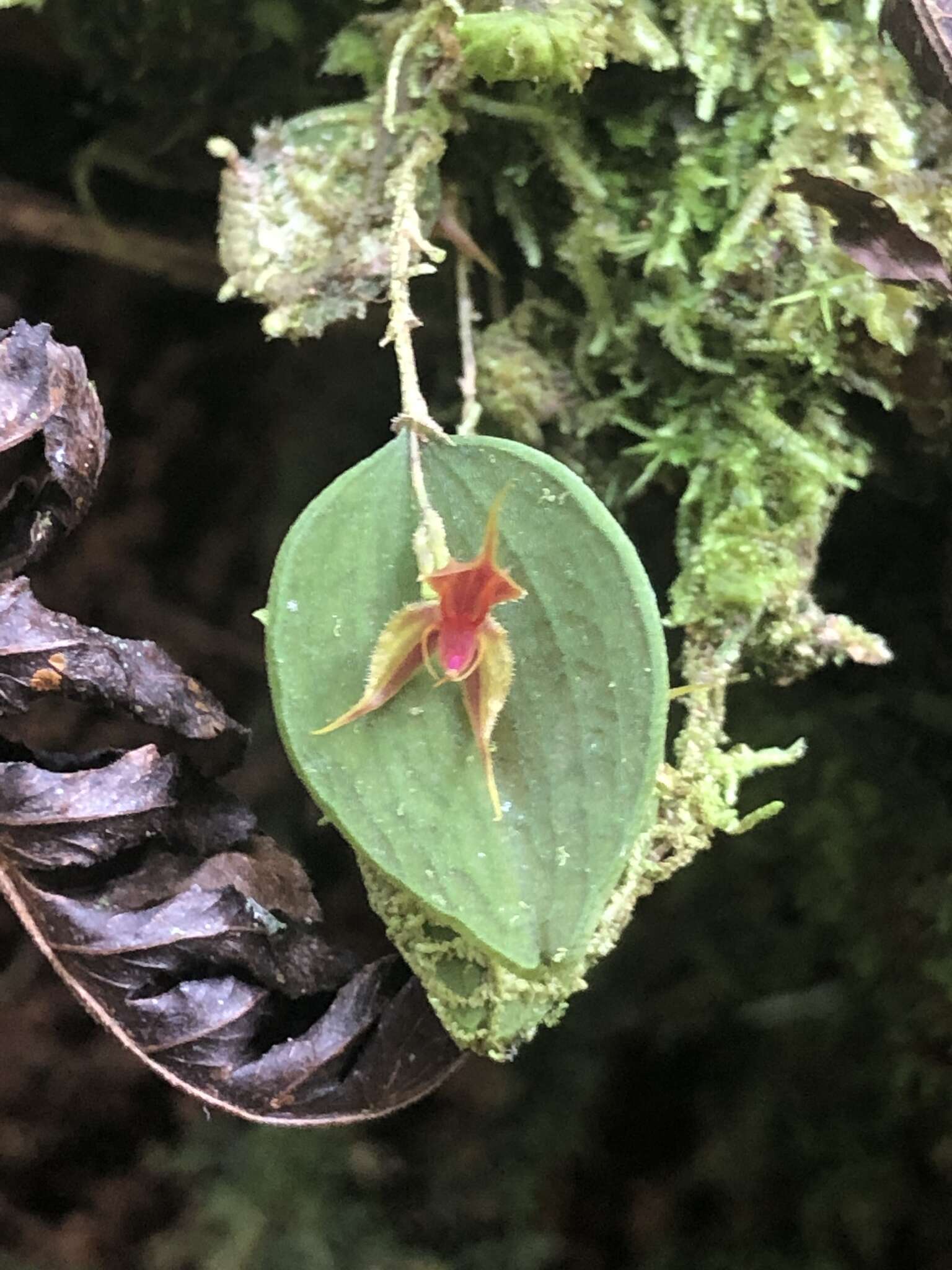 Image of Lepanthes aguirrei Luer